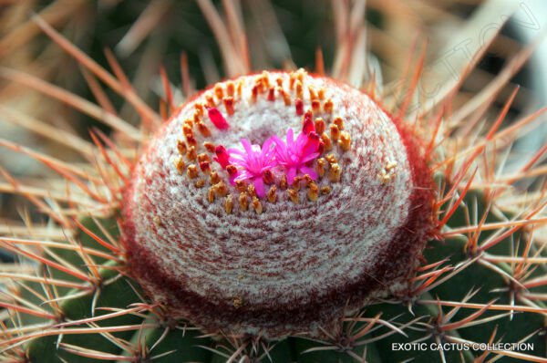 Rare Melocactus Ernestii Exotic Turk'S Cap Cactus Cacti Succulent Seed 20 Seeds Fresh Garden
