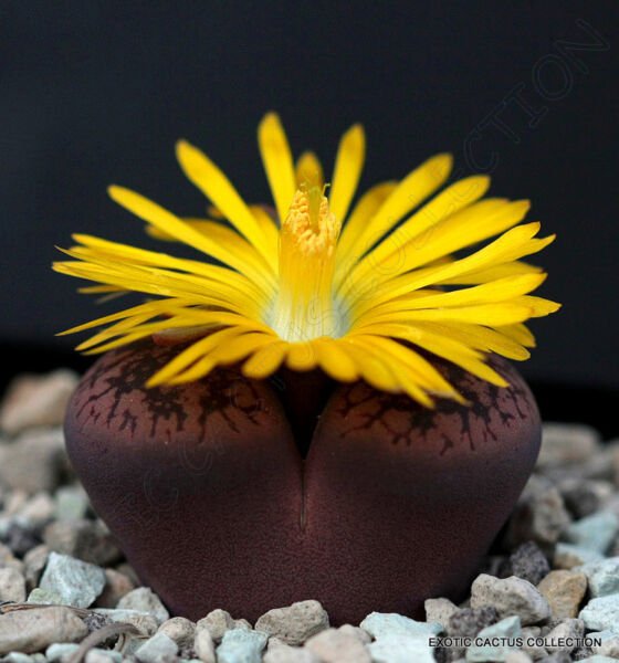 Rare Lithops Aucampiae Living Stone Mesemb Pebble Rock Succulent Seed 15 Seeds Fresh Garden