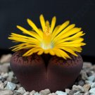 Rare Lithops Aucampiae Living Stone Mesemb Pebble Rock Succulent Seed 15 Seeds Fresh Garden