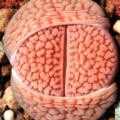 Rare Lithops Hookeri Vermiculate Form C336 Living Stones Exotic Mesemb 15 Seeds Fresh Garden
