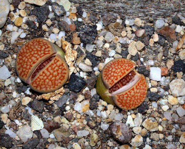 Rare Lithops Hallii Ochracea Living Stones Rock Red Mesemb Exotic Seed 100 Seeds Fresh Garden