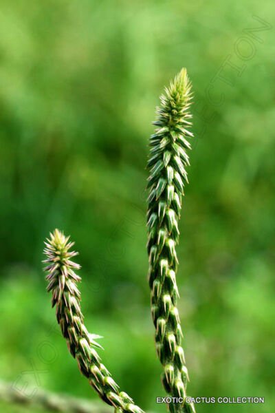 Rabo De Gato Achyranthes Aspera Cola Medicinal Herb Plant Seed 100 Seeds Fresh Garden