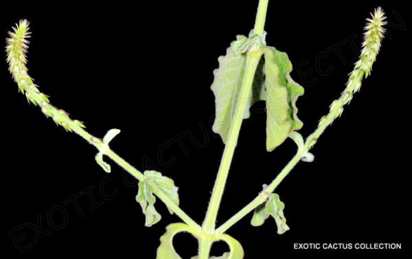 Achyranthes Aspera Prickly Chaff Flower Medicinal Herb Plant 100 Seeds Fresh Garden