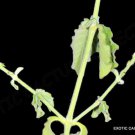 Achyranthes Aspera Prickly Chaff Flower Medicinal Herb Plant 100 Seeds Fresh Garden