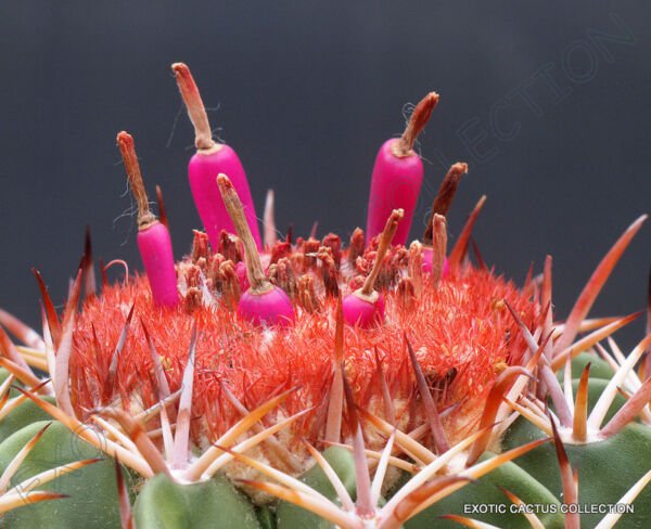 Rare Melocactus Conoideus Exotic Flowering Cactus Cacti Succulent Seed 20 Seeds Fresh Garden
