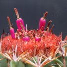 Rare Melocactus Conoideus Exotic Flowering Cactus Cacti Succulent Seed 20 Seeds Fresh Garden