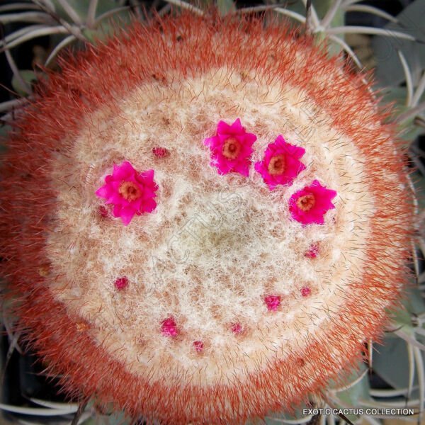 Rare Melocactus Concinnus Exotic Flowering Cactus Cacti Succulent Seed 20 Seeds Fresh Garden