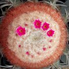 Rare Melocactus Concinnus Exotic Flowering Cactus Cacti Succulent Seed 20 Seeds Fresh Garden