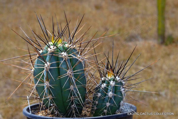 Rare Stetsonia Coryne Toothpick Cactus Argentine Columnar Cacti Seed 20 Seeds Fresh Garden