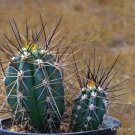 Rare Stetsonia Coryne Toothpick Cactus Argentine Columnar Cacti Seed 20 Seeds Fresh Garden