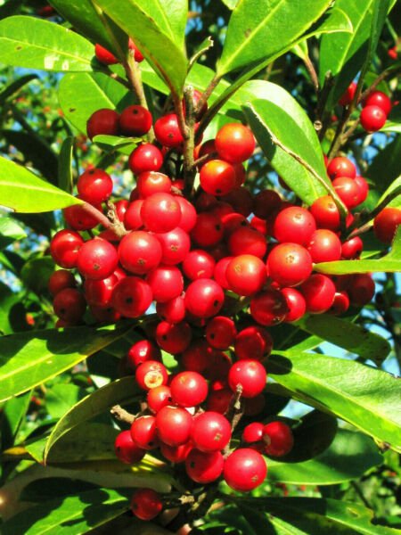 Rare Dahoon Holly Ilex Cassine Florida Native Tree Bonsai Shrub Seed 50 Seeds Fresh Garden