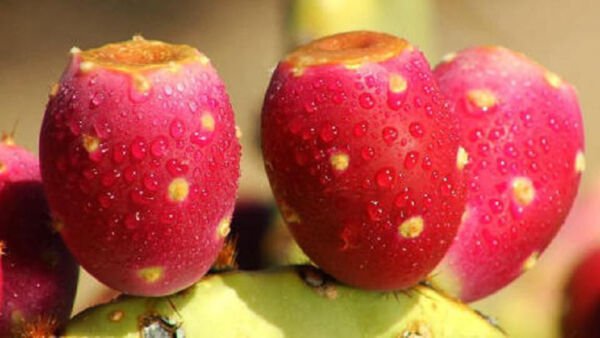 Rare Nopal Red Fruit Nopalina Nopalea Edible Cactus Sweet Juice Seed 100 Seeds Fresh Garden