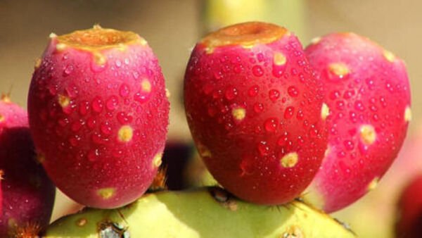 Rare Nopal Red Fruit Nopalina Nopalea Edible Cactus Sweet Juice Seed 50 Seeds Fresh Garden