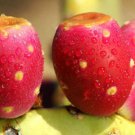 Rare Nopal Red Fruit Nopalina Nopalea Edible Cactus Sweet Juice Seed 20 Seeds Fresh Garden