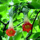 Red Angel'S Trumpet Brugmansia Sanguinea Flower Flowering Tree Seed 10 Seeds Fresh Garden