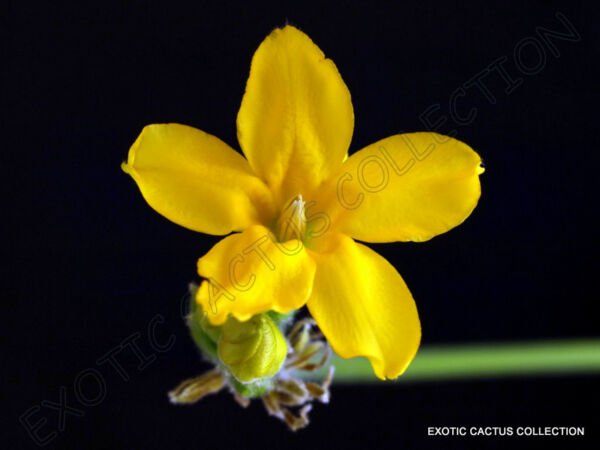 Flowering Pachypodium Densiflorum Rare Madagascar Cactus Cacti Succulent 5 Seeds Fresh Garden