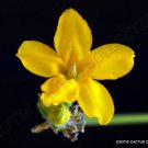 Flowering Pachypodium Densiflorum Rare Madagascar Cactus Cacti Succulent 5 Seeds Fresh Garden