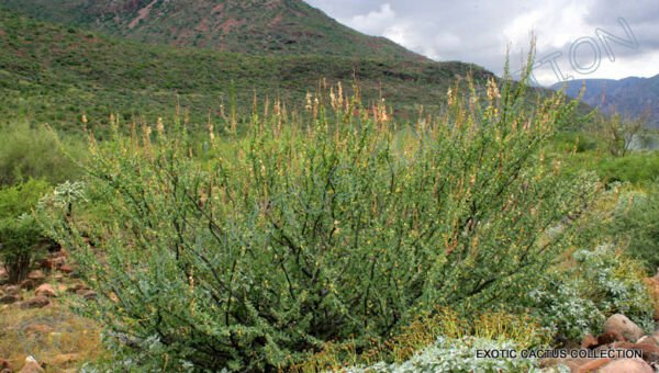 Baja Tree Ocotillo Fouquieria Burragei Pink Flower Flowering Succulent 10 Seeds Fresh Garden