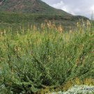 Baja Tree Ocotillo Fouquieria Burragei Pink Flower Flowering Succulent 10 Seeds Fresh Garden