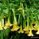 Golder Angel'S Trumpet Brugmansia Sanguinea Aurea Flowering Tree Seed 10 Seeds Fresh Garden