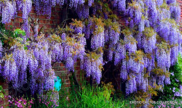 Chinese Wisteria Sinensis Rare Flowering Purple Climbing Vine Seed 10 Seeds Fresh Garden