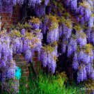 Chinese Wisteria Sinensis Rare Flowering Purple Climbing Vine Seed 10 Seeds Fresh Garden