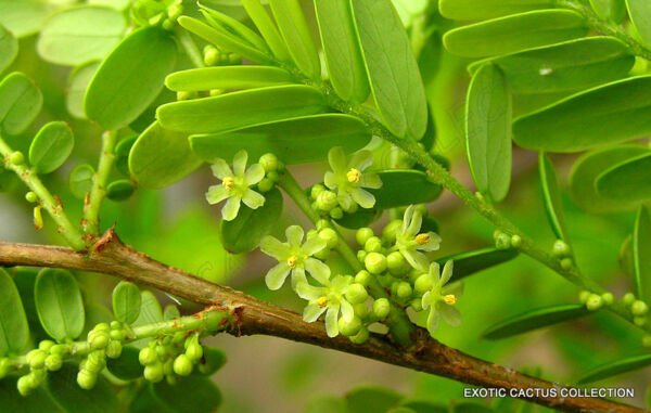 Indian Gooseberry Phyllanthus Emblica Amla Tree Fruit Rare Exotic Seed 5 Seeds Fresh Garden