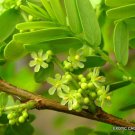Indian Gooseberry Phyllanthus Emblica Amla Tree Fruit Rare Exotic Seed 5 Seeds Fresh Garden