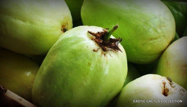 Giant Granadilla Passiflora Quadrangularis Grenadilla Passionfruit Seed 10 Seeds Fresh Garden