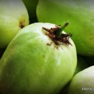 Giant Granadilla Passiflora Quadrangularis Grenadilla Passionfruit Seed 10 Seeds Fresh Garden
