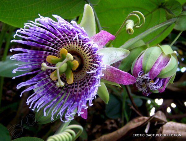 Passiflora Ligularis Sweet Granadilla Grenadilla Passionfruit Flowering 10 Seeds Fresh Garden