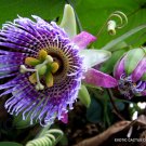 Passiflora Ligularis Sweet Granadilla Grenadilla Passionfruit Flowering 10 Seeds Fresh Garden