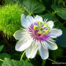 Stinking Passionflower Passiflora Foetida Passionfruit Flowering Seed 10 Seeds Fresh Garden