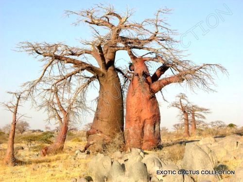 Baobab Tree Adansonia Digitata Rare Bonsai Exotic Flowering Bottle Seed 10 Seeds Fresh Garden