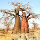 Baobab Tree Adansonia Digitata Rare Bonsai Exotic Flowering Bottle Seed 10 Seeds Fresh Garden