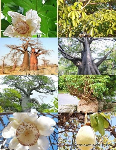 Adansonia Digitata Rare Baobab Bottle Tree Bonsai Exotic Flowering Seed 10 Seeds Fresh Garden