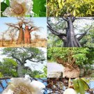 Adansonia Digitata Rare Baobab Bottle Tree Bonsai Exotic Flowering Seed 10 Seeds Fresh Garden