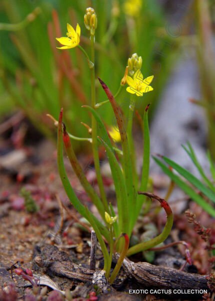 Leek Lily Bulbine Semibarbata Rare Wild Onion Succulent Flowering Seed 20 Seeds Fresh Garden