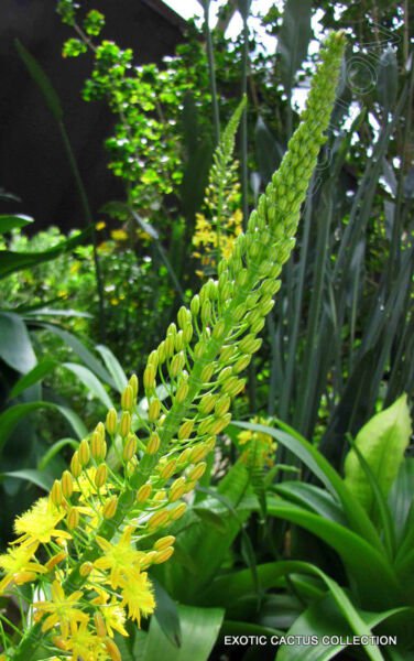 Rooiwortel Bulbine Natalensis Rare Exotic Medicinal Succulent Flowering 20 Seeds Fresh Garden