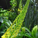 Rooiwortel Bulbine Natalensis Rare Exotic Medicinal Succulent Flowering 20 Seeds Fresh Garden