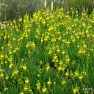 Bushy Bulbine Abyssinica Rare Succulent Flowering Exotic Cactus Plant 20 Seeds Fresh Garden