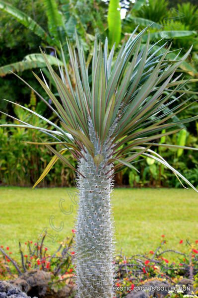 Pachypodium Geayi Rare Madagascar Tree Palm Succulent Cacti Cactus 5 Seeds Fresh Garden