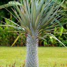 Pachypodium Geayi Rare Madagascar Tree Palm Succulent Cacti Cactus 5 Seeds Fresh Garden