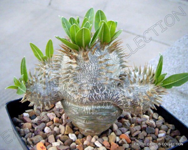 Pachypodium Densiflorum Rare Madagascar Palm Cactus Cacti Succulent Seed 5 Seeds Fresh Garden