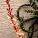 Fouquieria Burragei Pink Flower Baja Ocotillo Flowering Succulent Seed 10 Seeds Fresh Garden