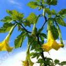 Brugmansia Sanguinea Aurea Golden Angel'S Trumpet Flowering Tree Seed 10 Seeds Fresh Garden