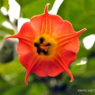 Brugmansia Sanguinea Red Angel'S Trumpet Flower Flowering Tree Seed 10 Seeds Fresh Garden