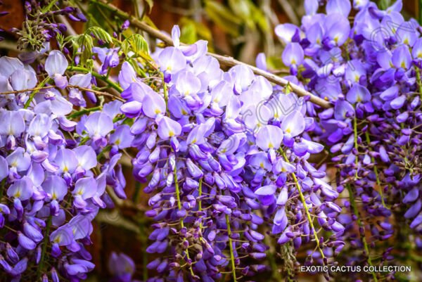 Wisteria Sinensis Chinese Rare Flowering Purple Climbing Vine Seed 10 Seeds Fresh Garden
