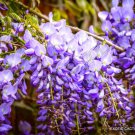Wisteria Sinensis Chinese Rare Flowering Purple Climbing Vine Seed 10 Seeds Fresh Garden