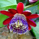 Passiflora Quadrangularis Giant Granadilla Grenadilla Passionfruit Seed 10 Seeds Fresh Garden